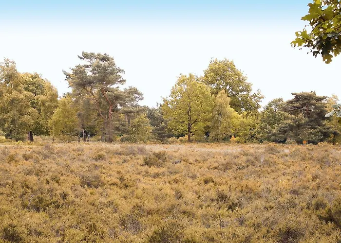 In The Veluwe In Nature