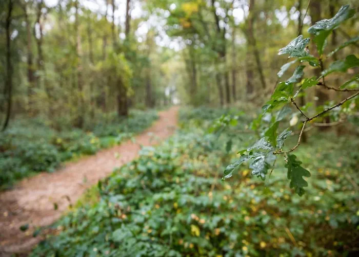 In The Veluwe In Nature * بوتِنْ